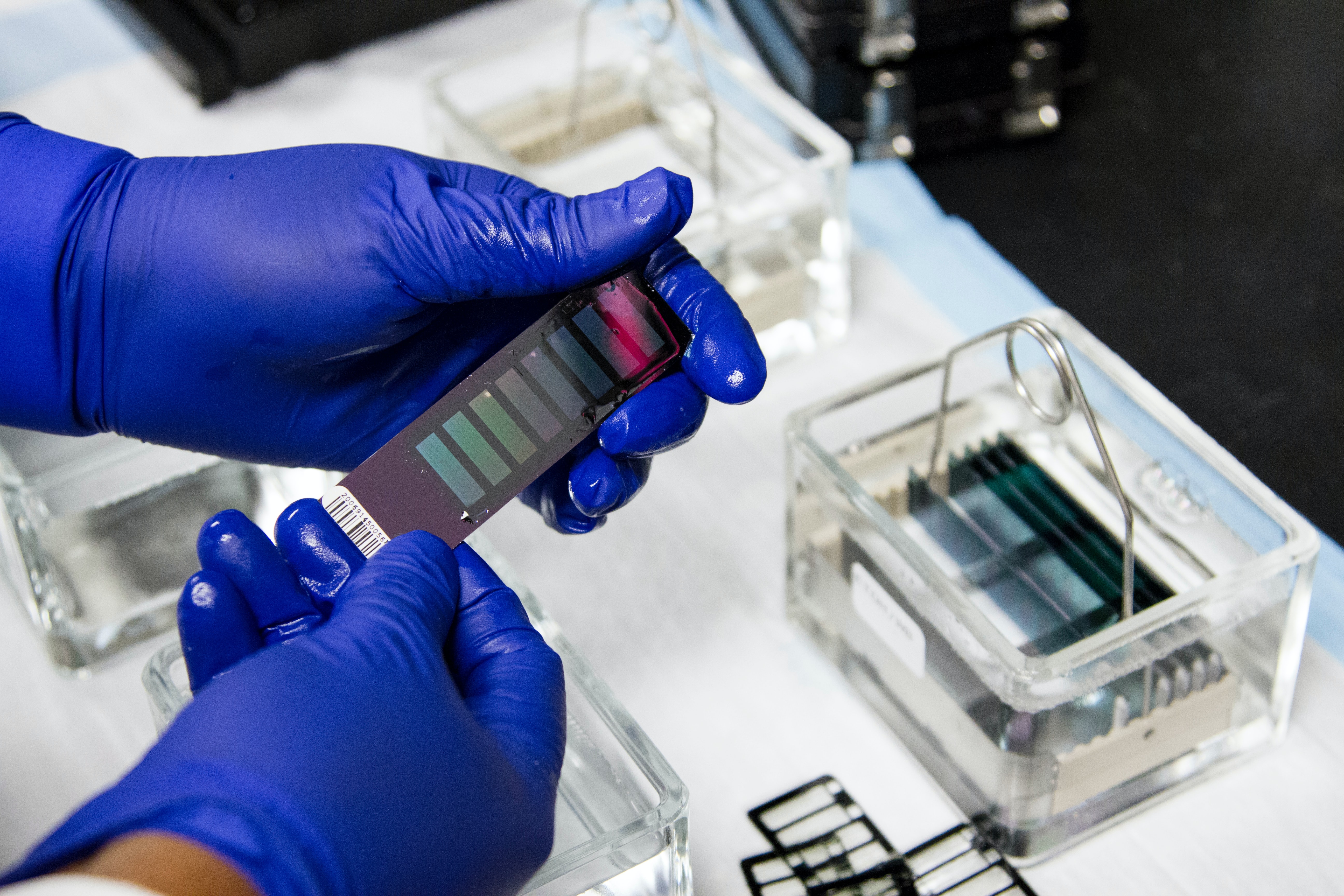 DNA Genotyping and Sequencing. A technician at the Cancer Genomics Research Laboratory, part of the National Cancer Institute's Division of Cancer Epidemiology and Genetics (DCEG), washes arrays used in genome-wide association studies (GWAS). These studies search the genome for small variations, called single nucleotide polymorphisms or SNPs, that occur more frequently in people with a particular disease than in people without the disease.